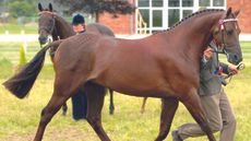 HAH380.news_45.stallion_willowcroft_regal_bronze_cut_out.jpg