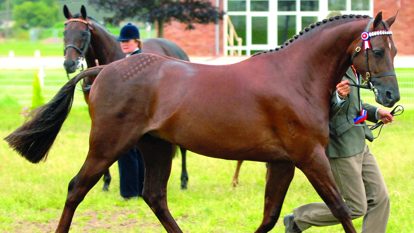 HAH380.news_45.stallion_willowcroft_regal_bronze_cut_out.jpg