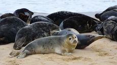 Grey seals at Horsey Gap in Norfolk 