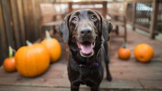 can dogs eat pumpkin