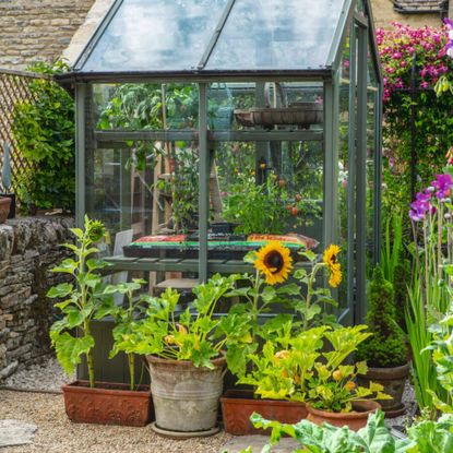 Green greenhouse with tomatoes in the window, and plant pots sitting in front of it