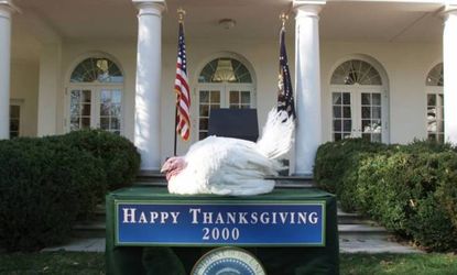 Pardoned turkey