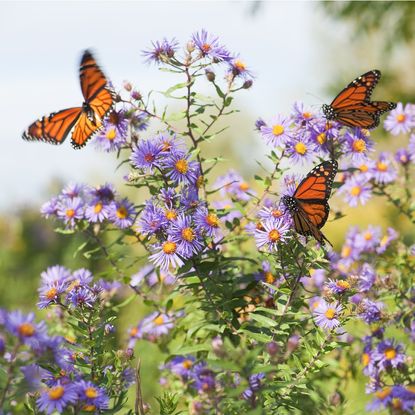 Three monarch butterflies on aster flowers