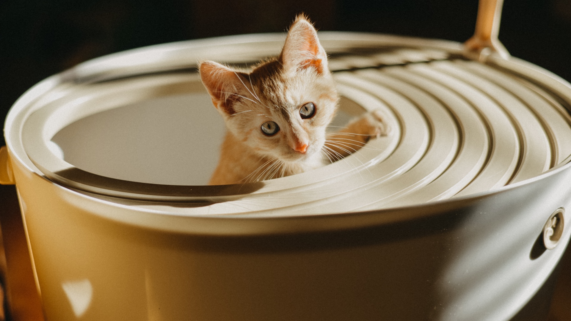 Cat eating kitty clearance litter