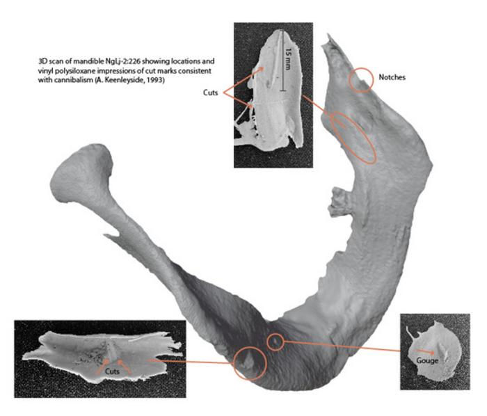 A black and white image of a jawbone showing where it has cut marks indicative of cannibalism. 