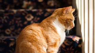 an orange cat sits on carpeted stairs