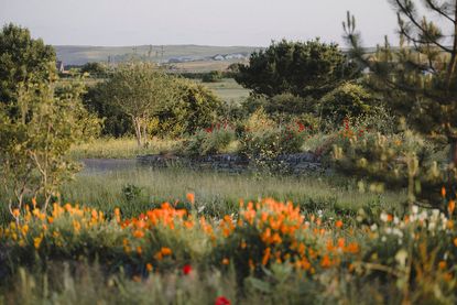 Cornish eco-cabin site by Darren Hawkes, leafy flowering meadow