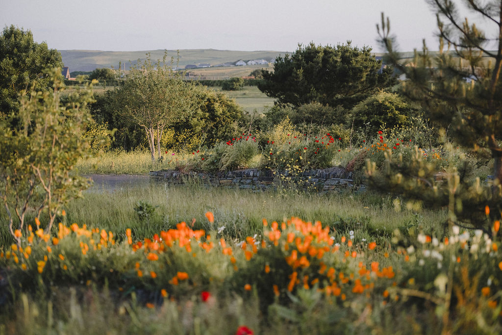Cornish eco-cabin site by Darren Hawkes, leafy flowering meadow