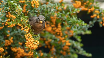 Bird sitting on a pyracantha hedge with a berry in its mouth surrounded by more orange berries