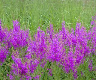 Purple loosestrife, or Lythrum, with lilac blooms in a meadow