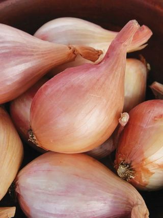 Shallots, French Red