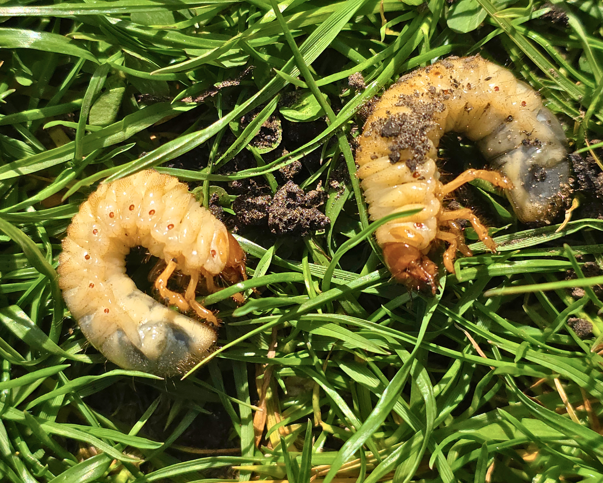 Chafer Beetle Grubs on Green Grass Macro Close Up