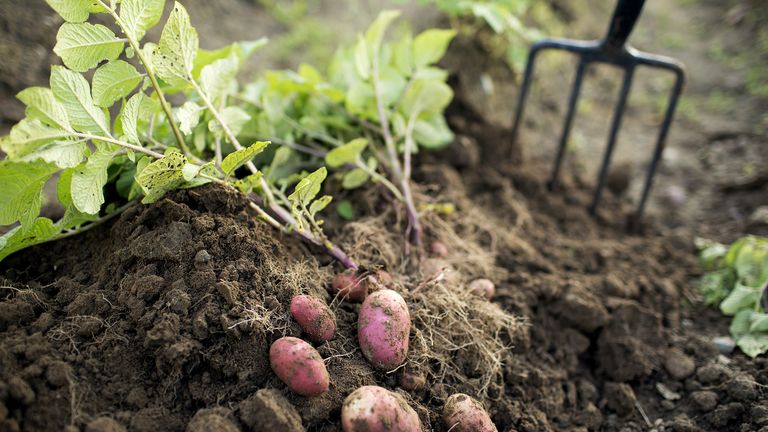 马铃薯伴生植物-挖出蔬菜