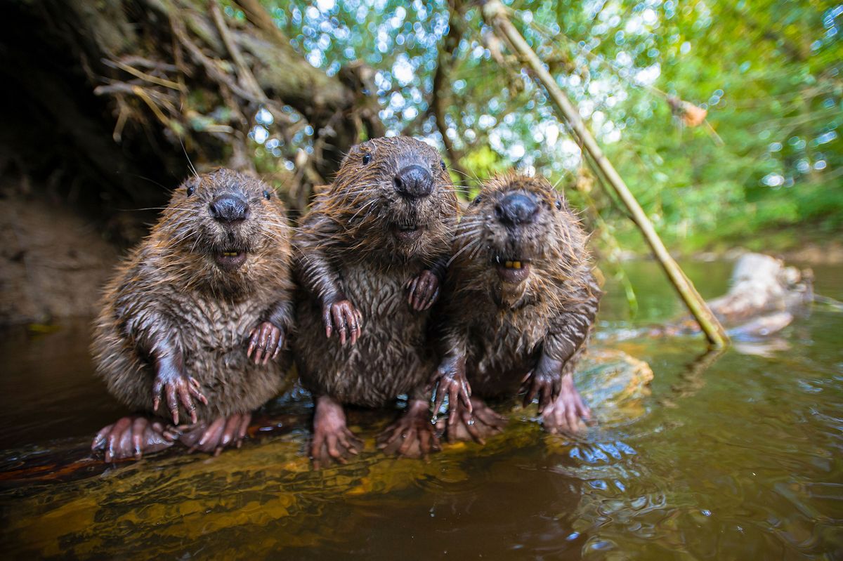 Beavers Spy in the Wild