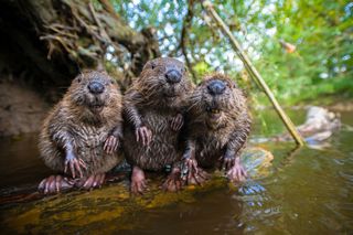 Beavers Spy in the Wild