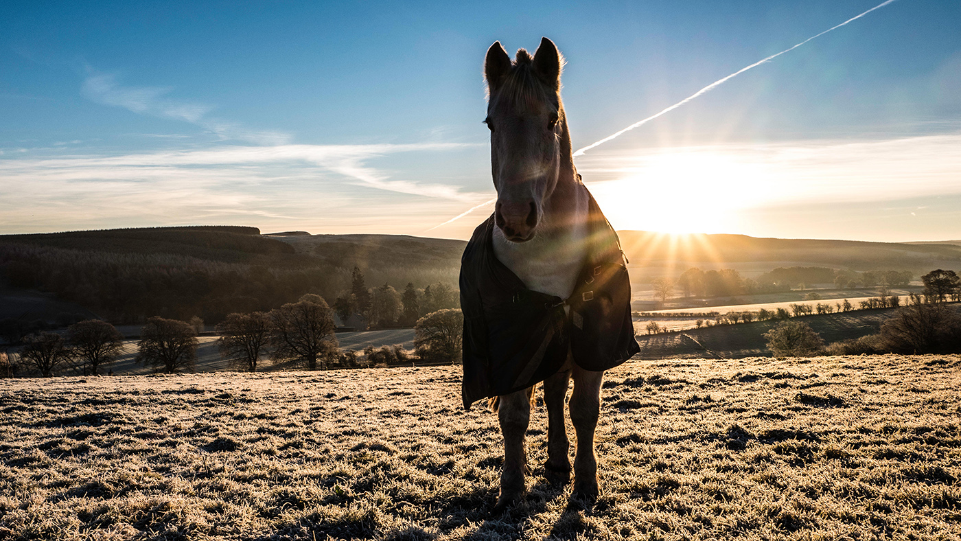 alamy-early-morning-winter-rugs-HA415W_232556902_345730802_342373902_588969961.jpg
