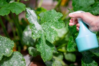 Courgette with powdery mildew getting sprayed with treatment