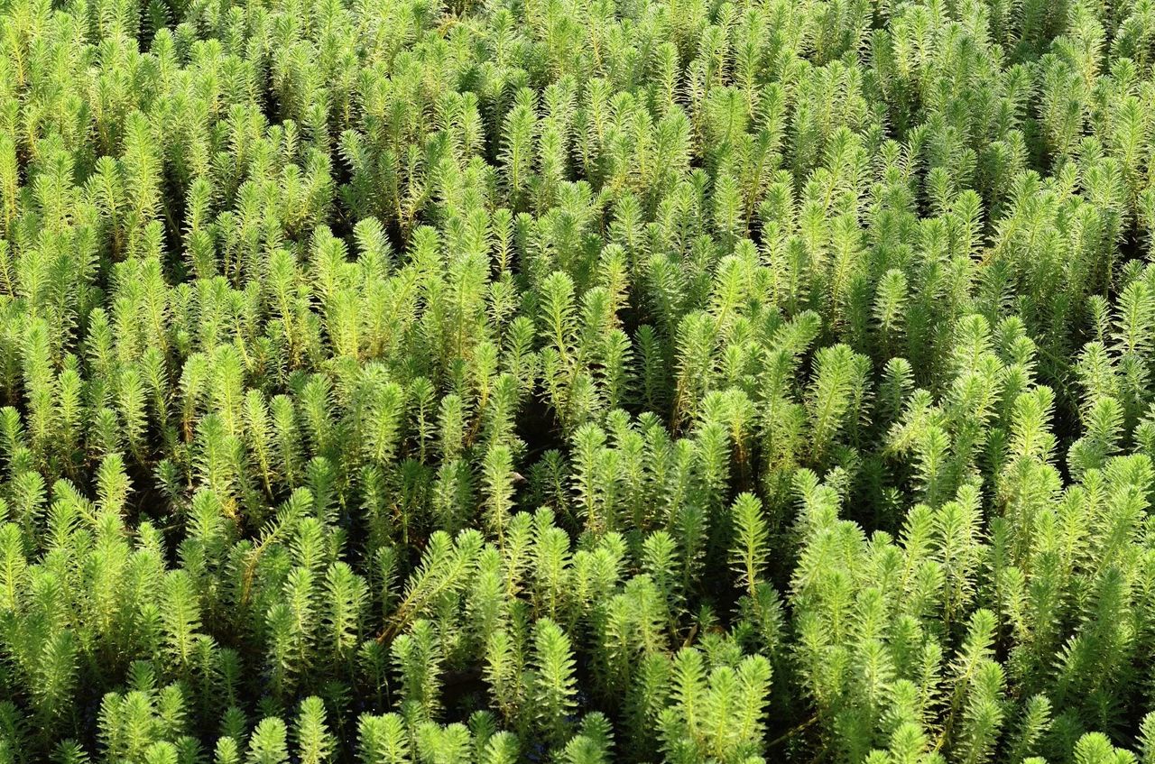 Hydrilla Weeds