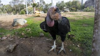Until now, it wasn't known that California condors could reproduce asexually.