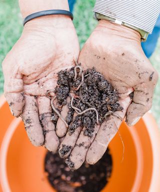 hands holding composting worms