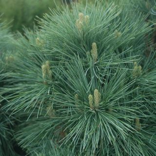 dwarf white pine Connecticut Slate showing needles