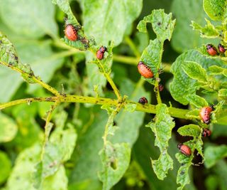 The leaves of a potato plant decimated by Colorado potato beetles