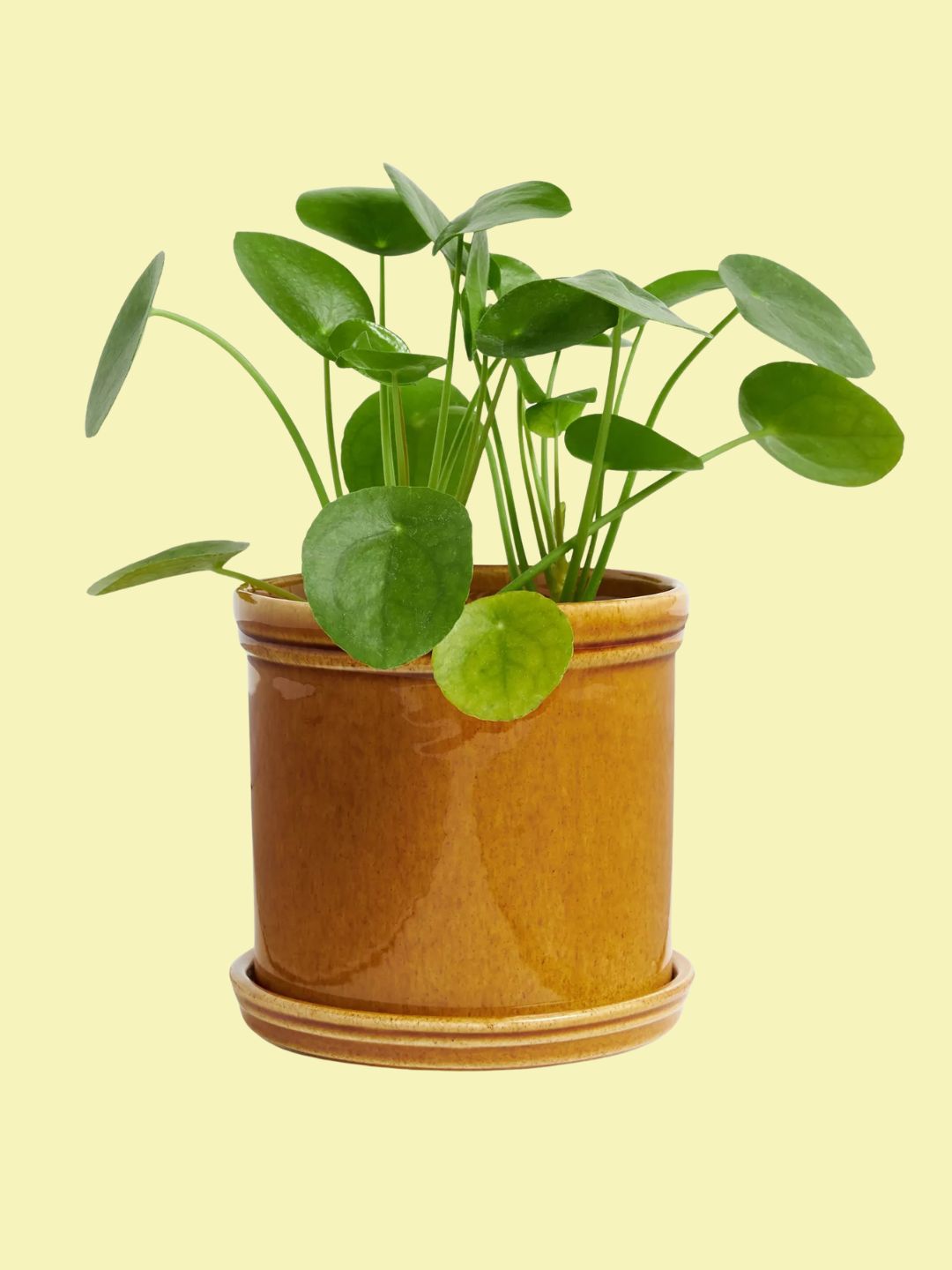 johnlewis, Classic Glazed Stoneware Planter, 15c