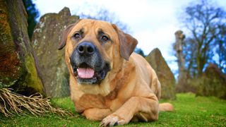 Bullmastiff is one of the easiest dog breeds