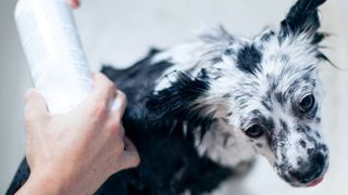 does dog shampoo expire