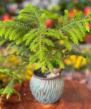 A small Norfolk Island pine in a decorative pot