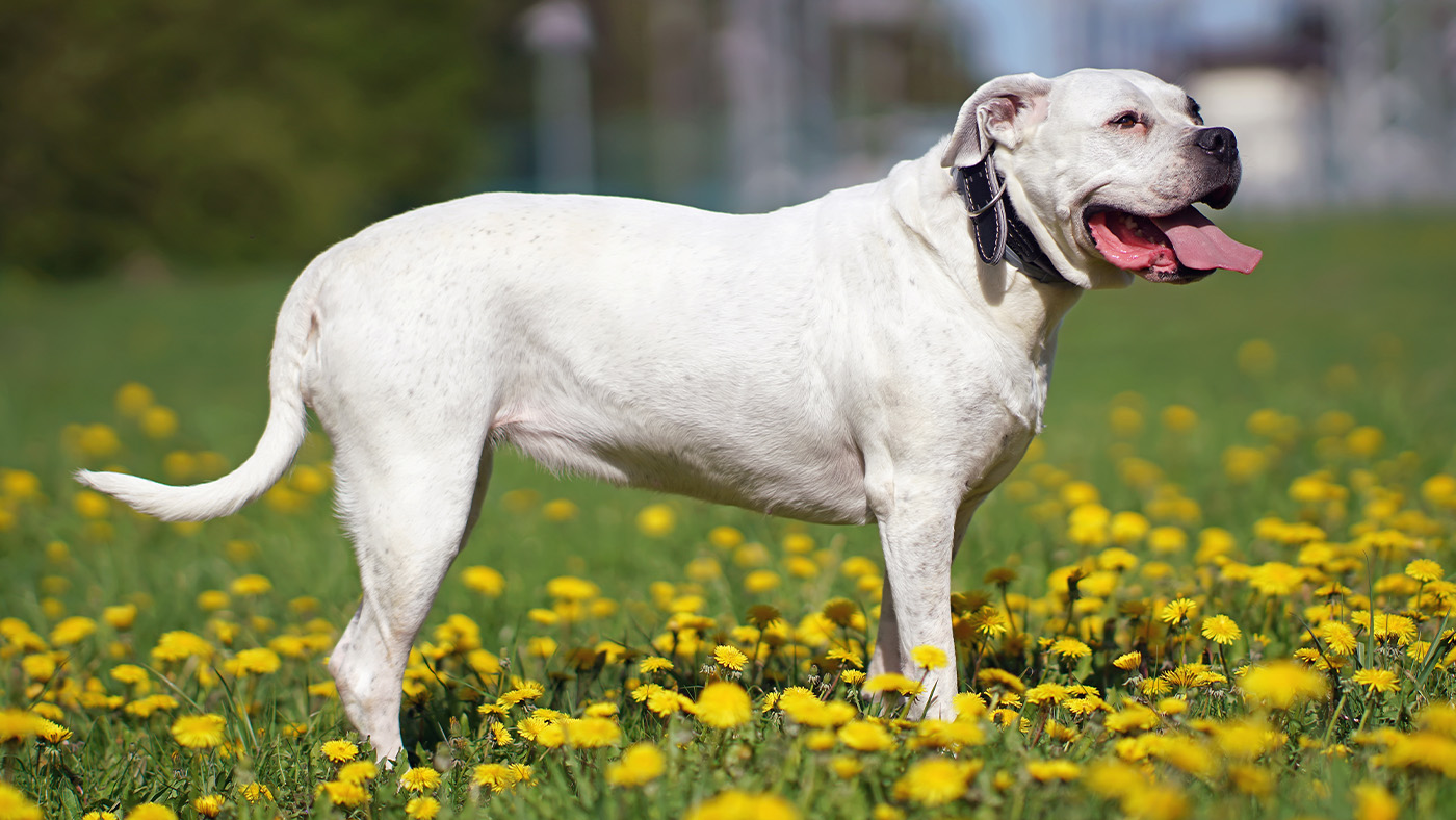 Dogo Argentino standing in field of dandelions