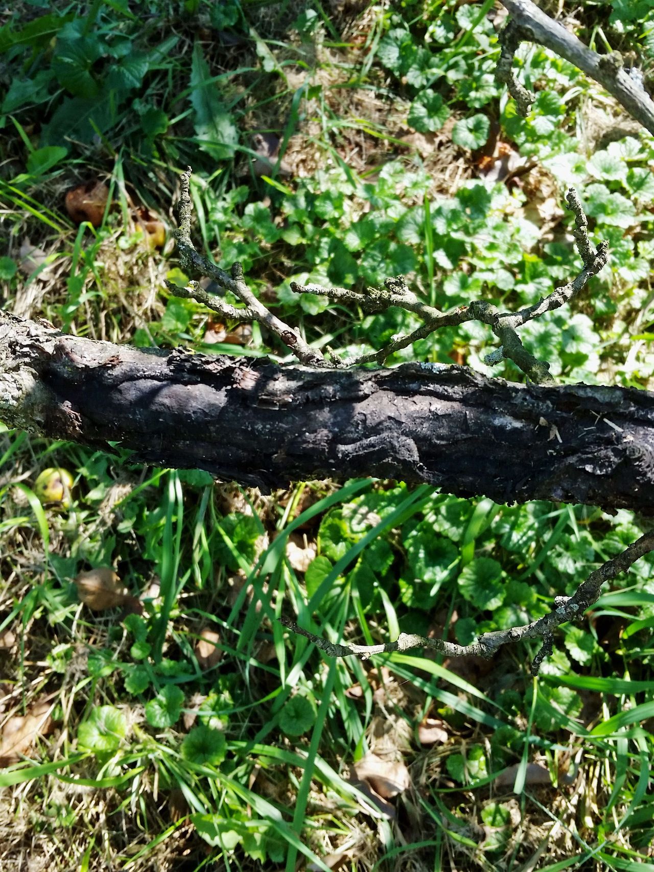 Scooty Canker Fungus On A Tree