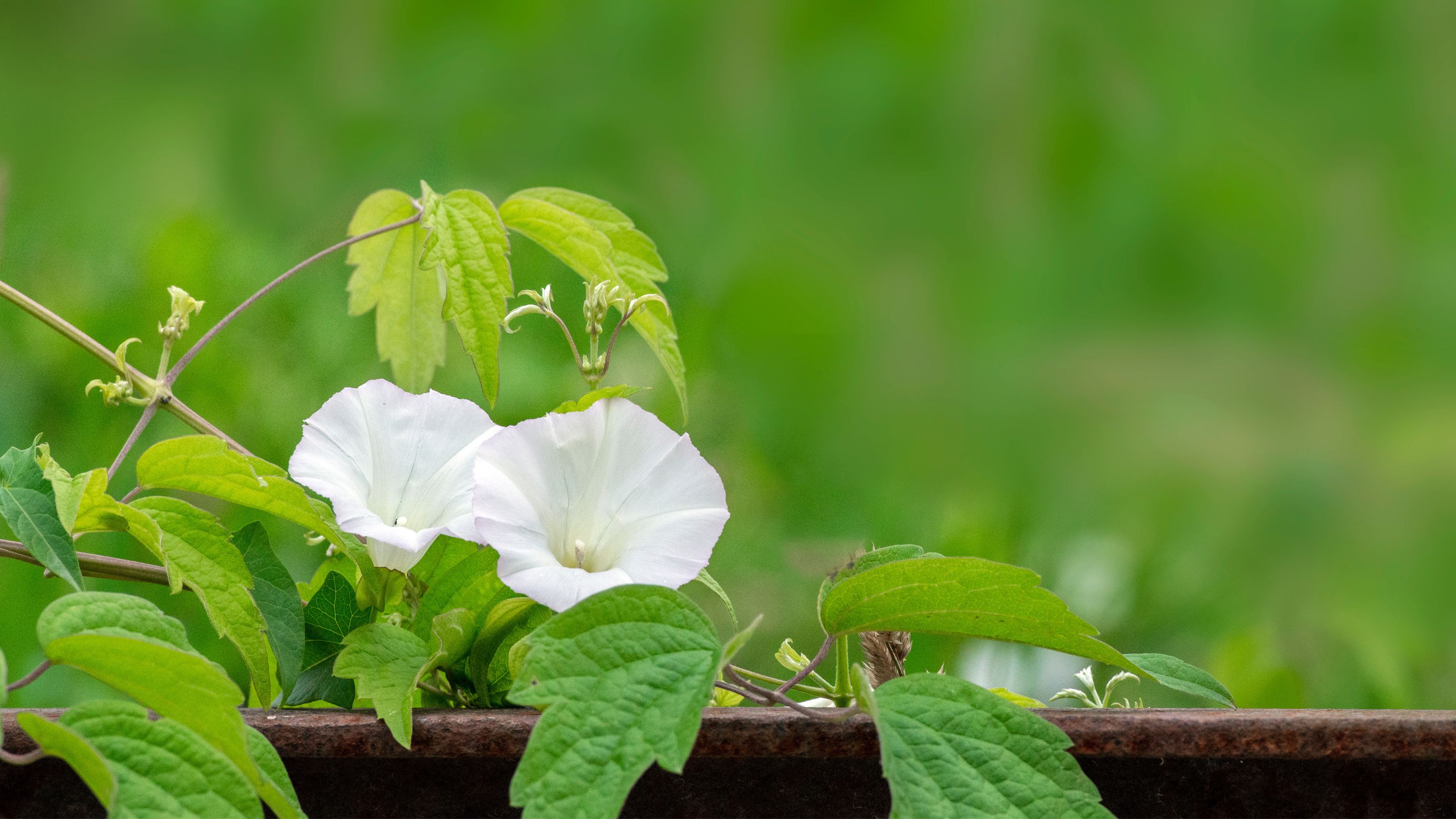 Bindweed growing in a garden