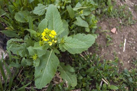 Wild Mustard Weeds In The Garden