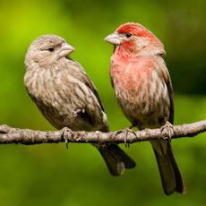 two finches sitting on the branch of a tree