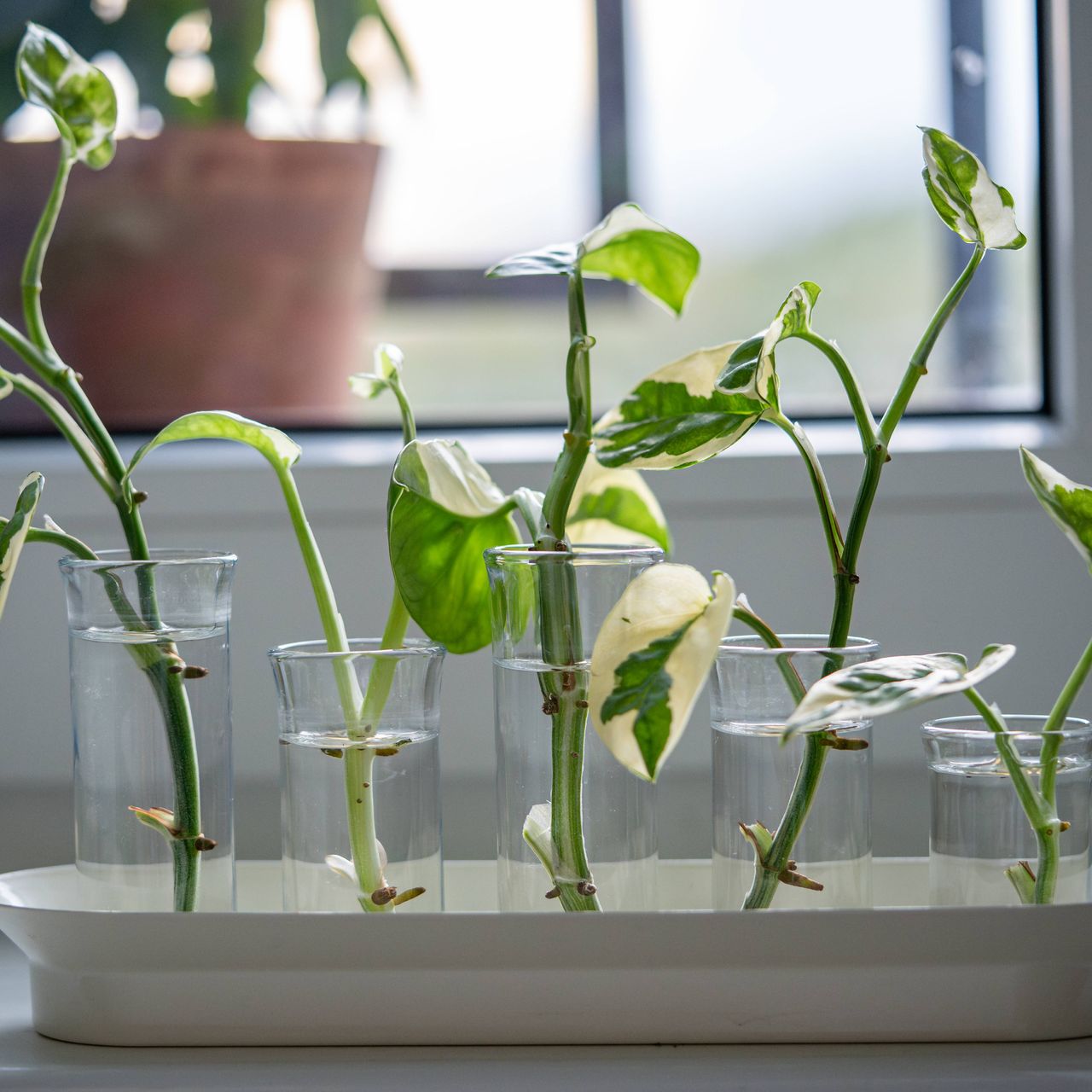 Five pothos cuttings growing in glasses of water