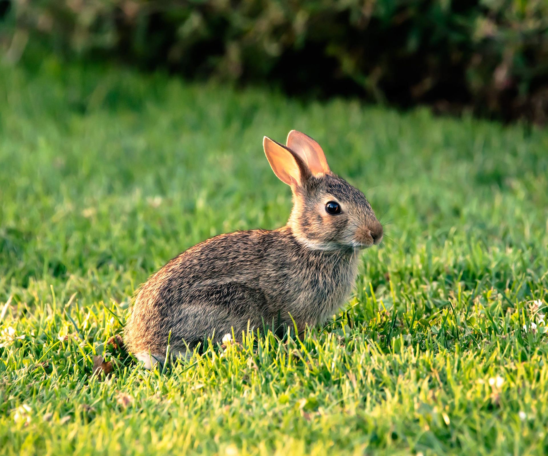 How to protect a lawn from rabbits: tips to repel the pests | Homes and ...
