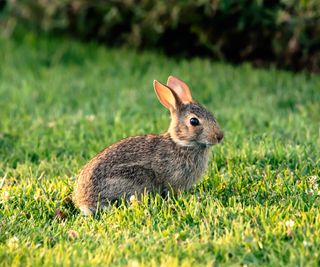 A cottontail rabbit on a patch of grass