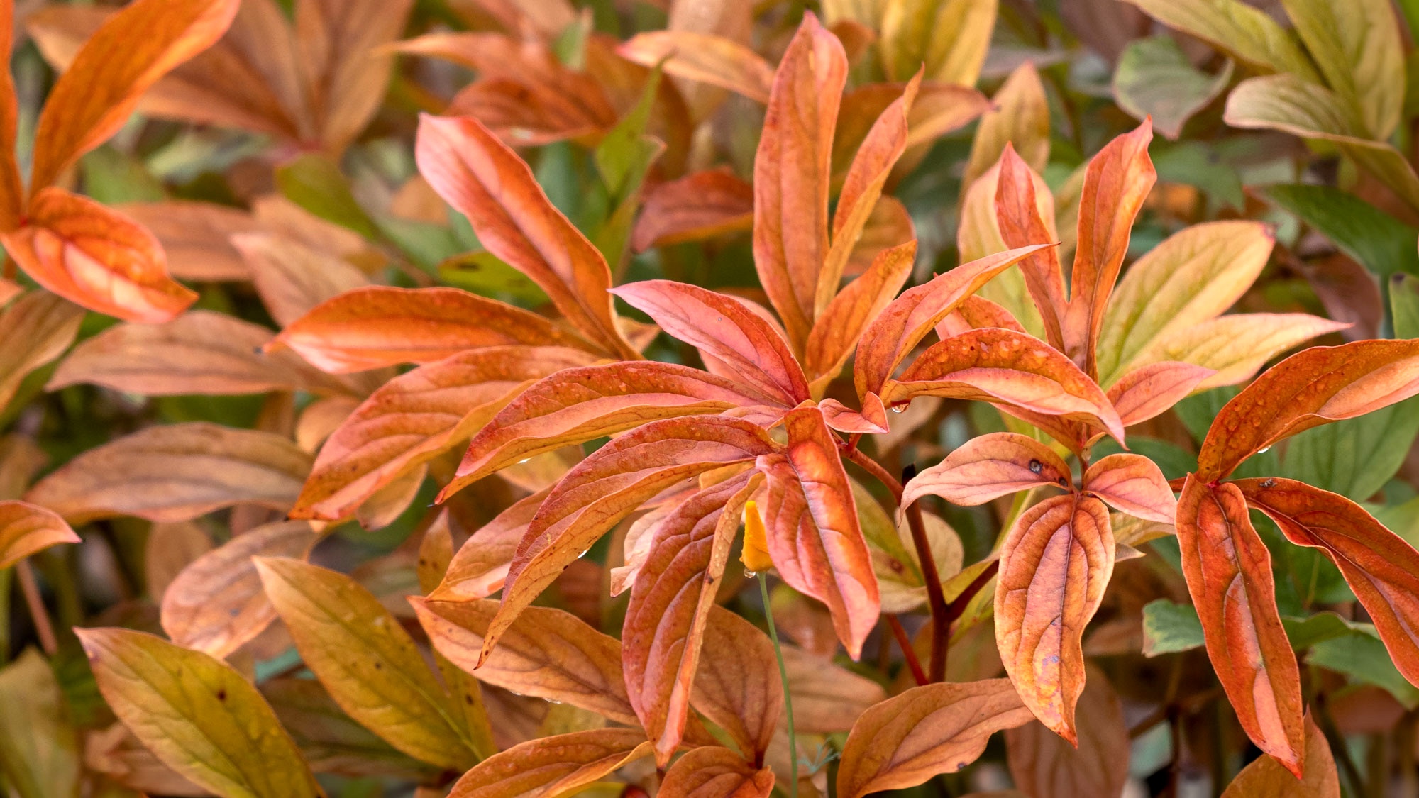 peony plant in fall with red leaves