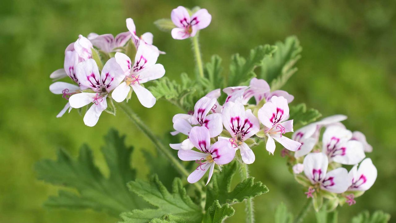 pink citronella plant flowers