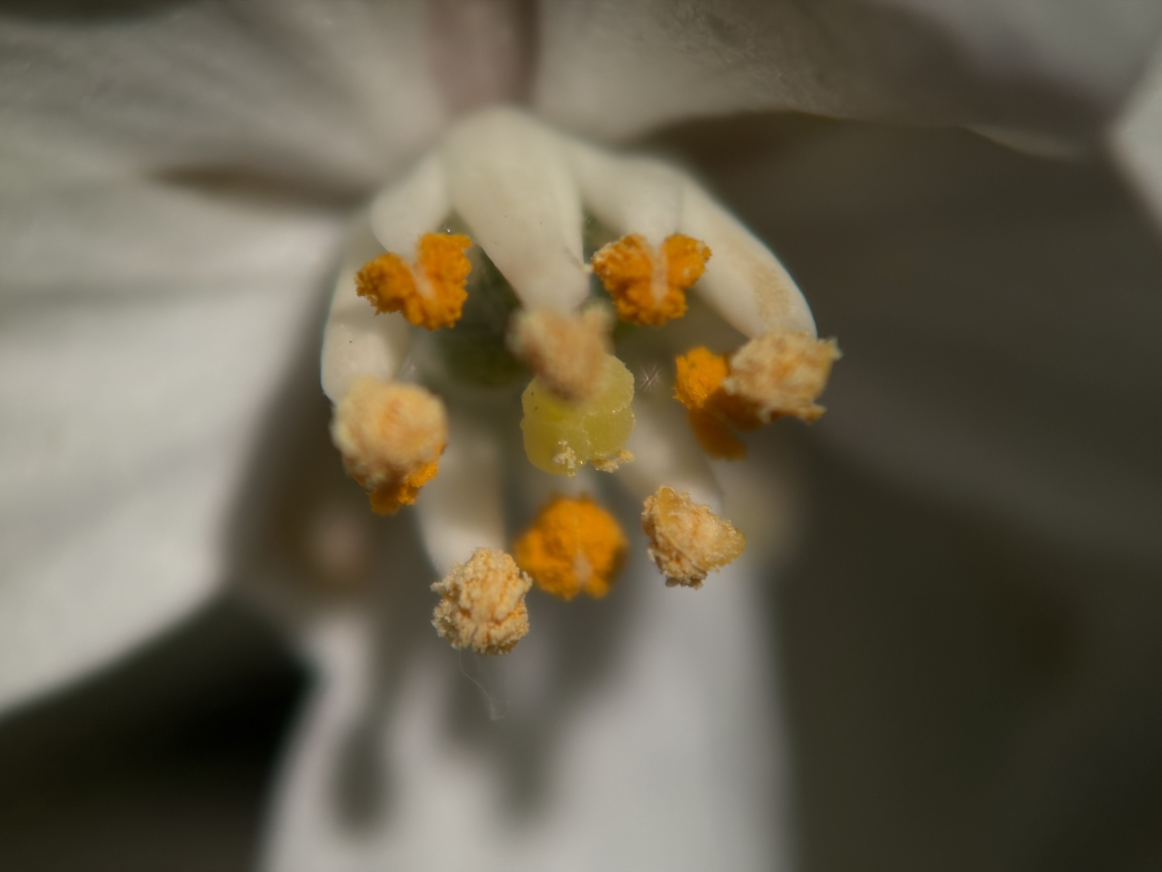 Apexel TeleMacro Pro 10x Kit