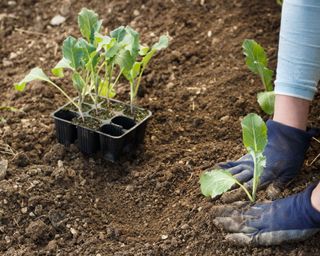 planting young cauliflower plants in the ground