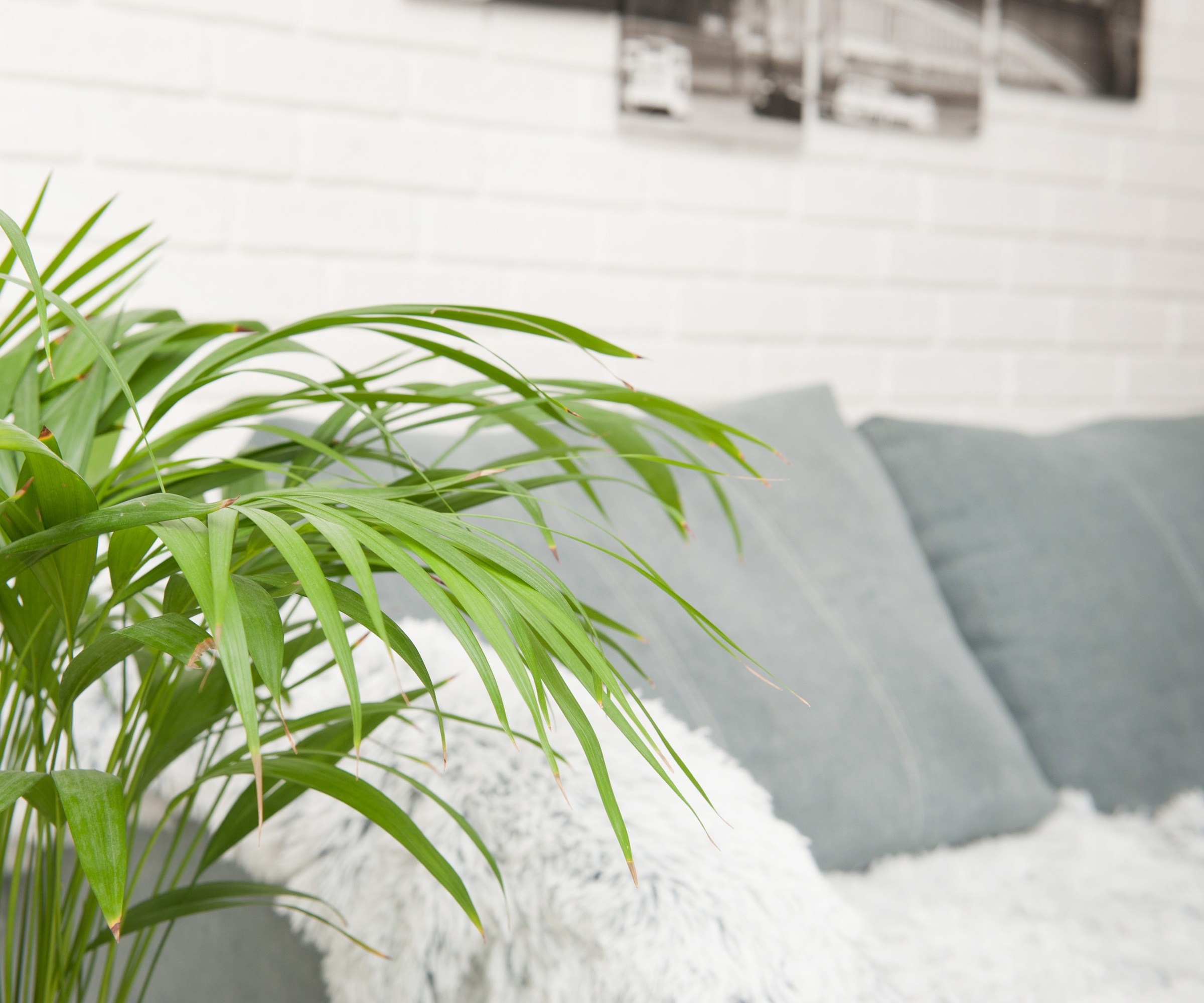 palm in living room