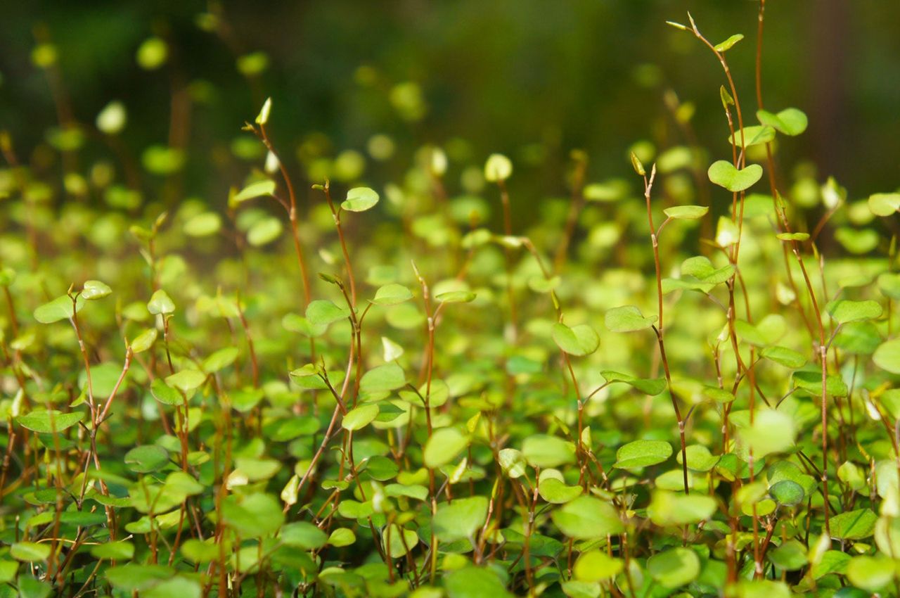 Green Angel Vine Plant