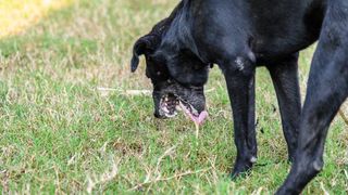 Upset stomach in dogs - a dog being sick in the garden