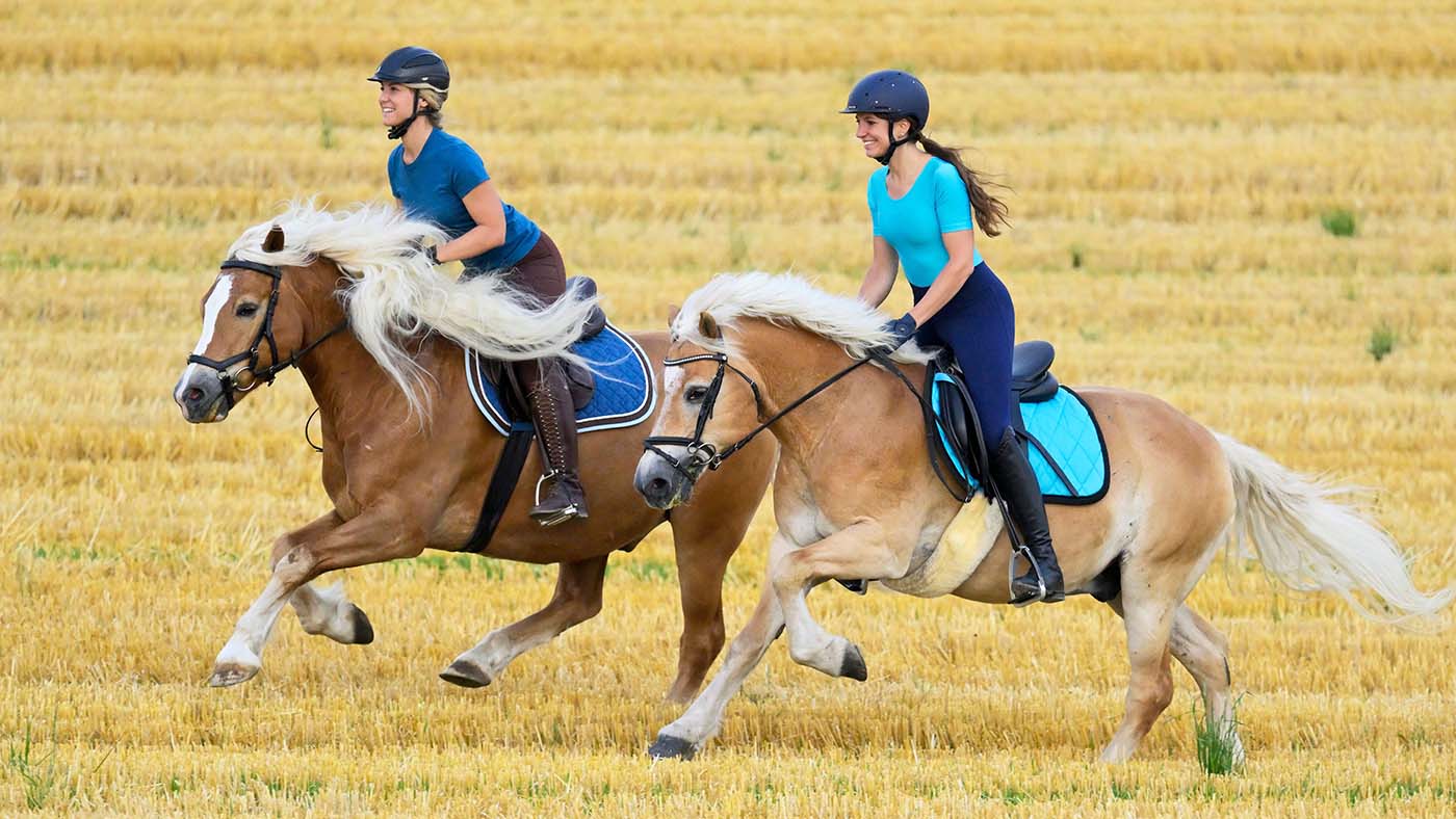 Two riders on back of Haflinger horses galloping in a stubble field