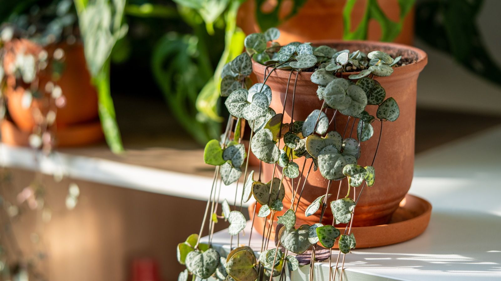 Where to Place a String of Hearts, According to Feng Shui | Homes
