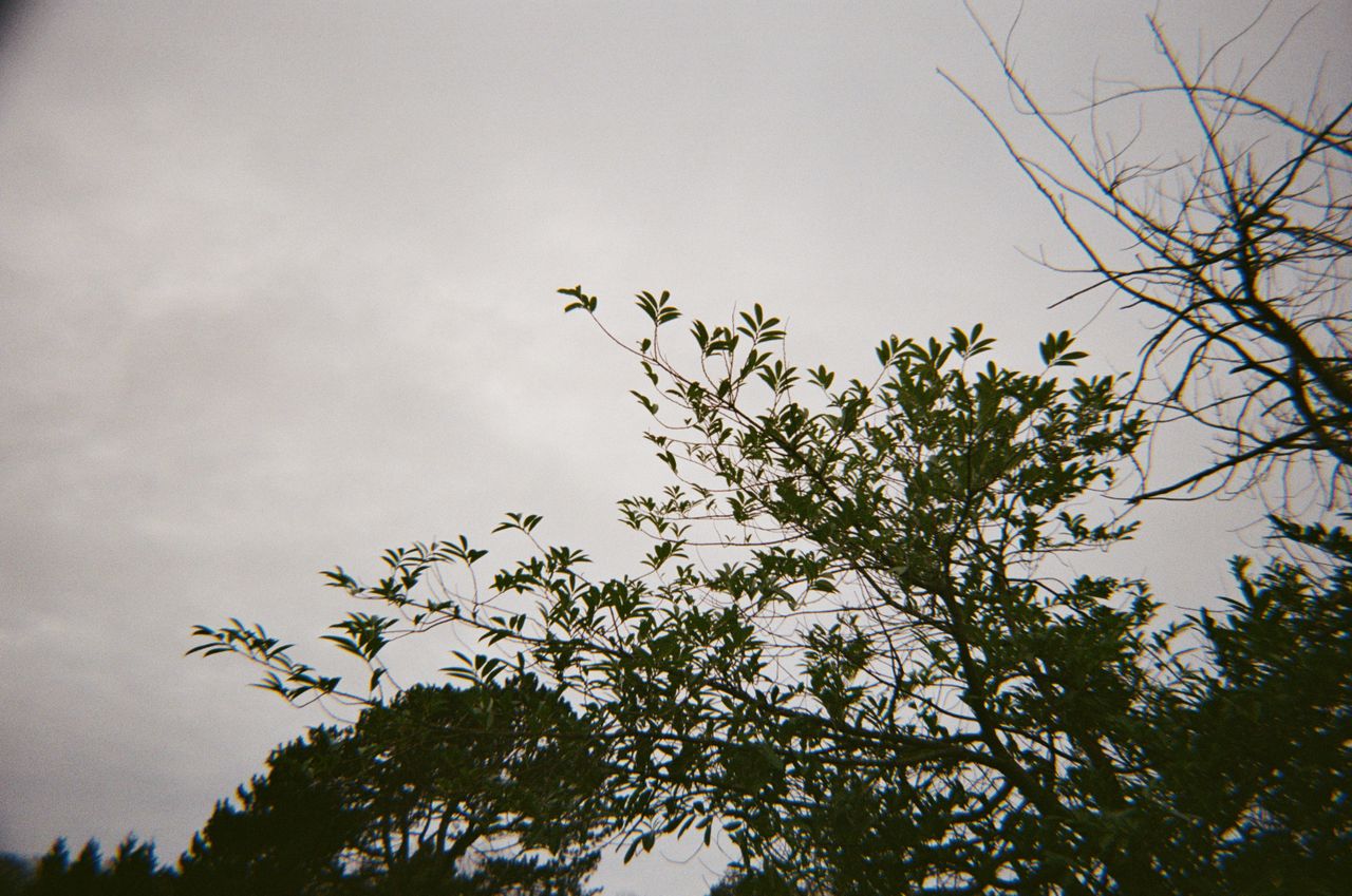 A photo of trees against the sky taken on a Kodak Ultra F9 35mm film camera