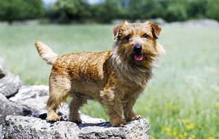 norfolk terrier