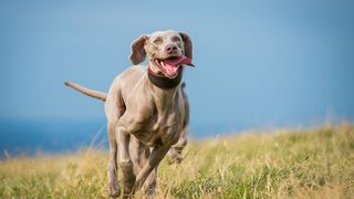 32 of the best outdoor dog breeds